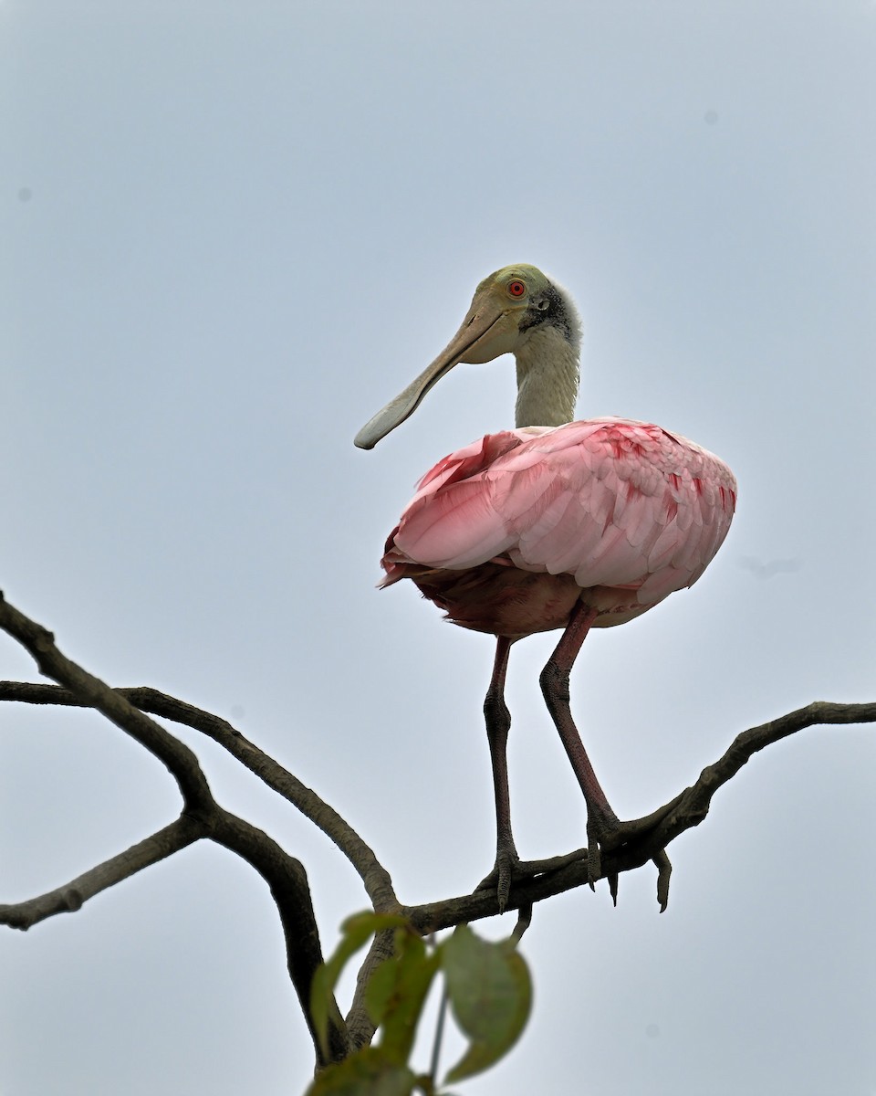 Roseate Spoonbill - ML620809722