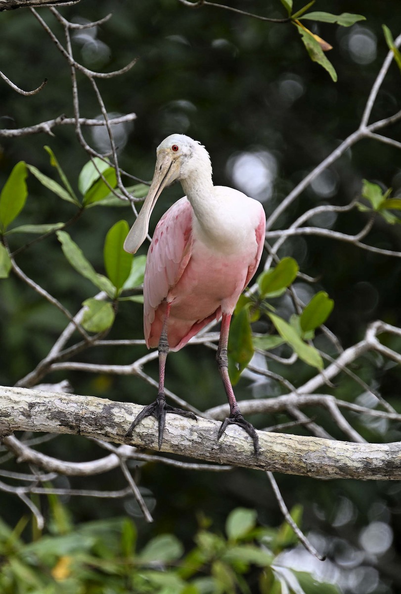 Roseate Spoonbill - ML620809723