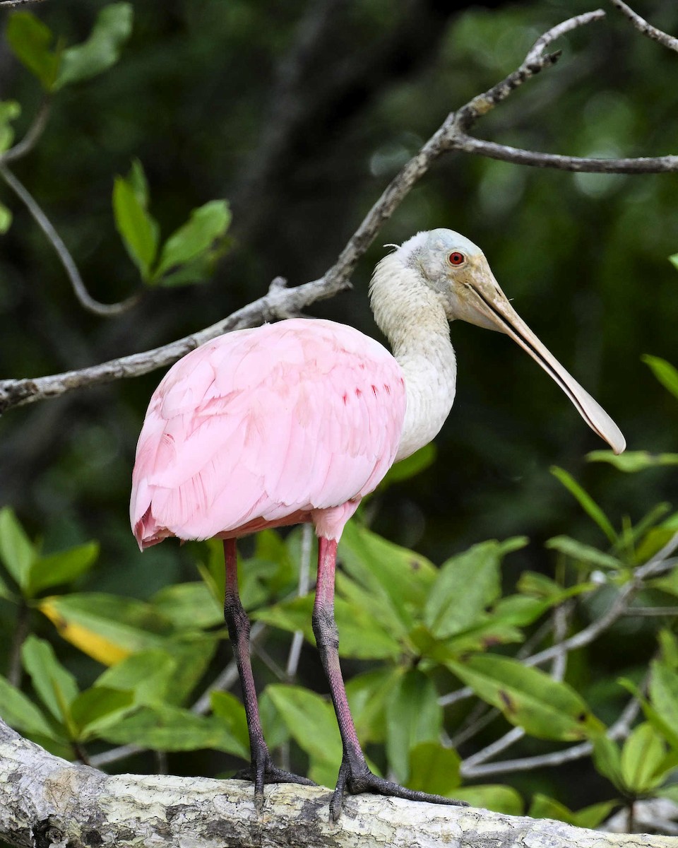 Roseate Spoonbill - ML620809725