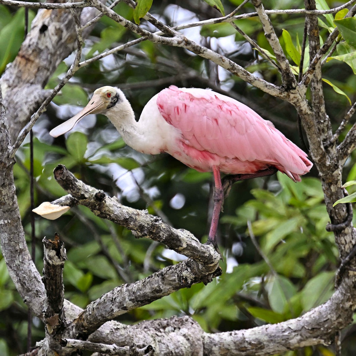 Roseate Spoonbill - ML620809727