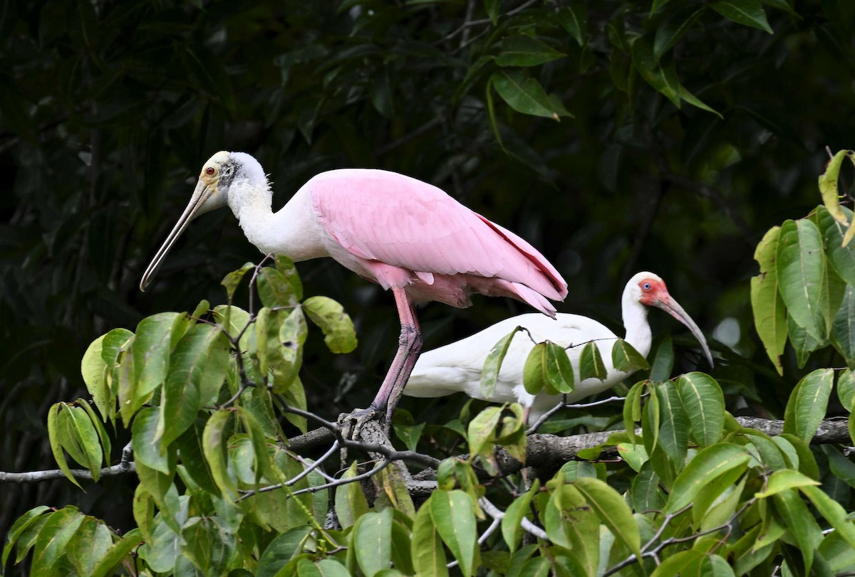 Roseate Spoonbill - ML620809728