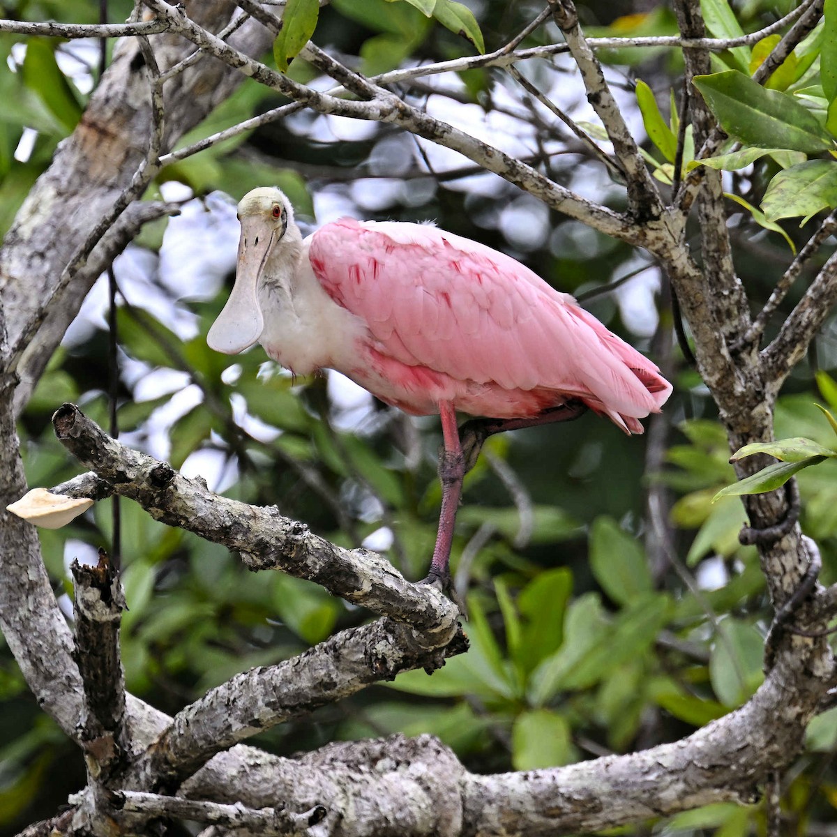 Roseate Spoonbill - ML620809730