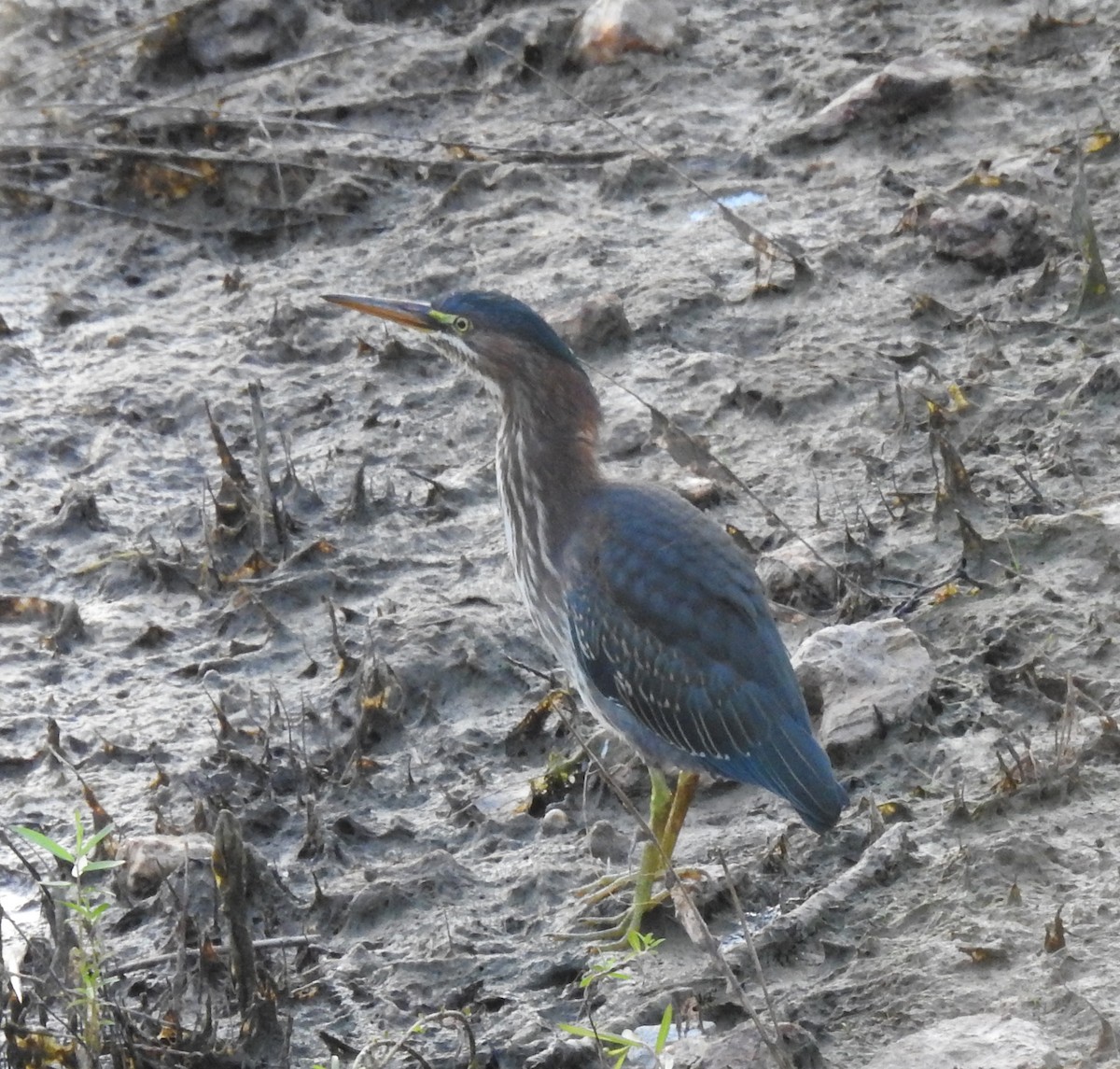 Green Heron - ML620809731