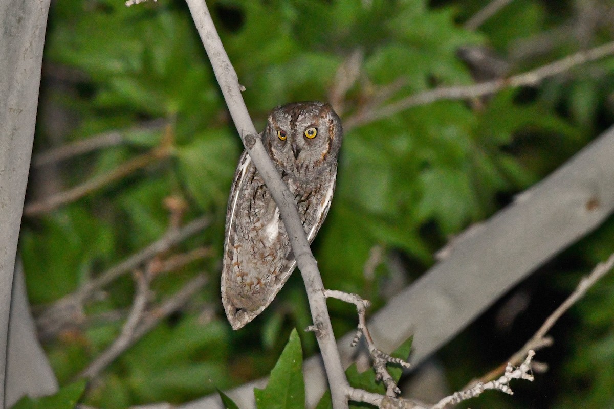 Eurasian Scops-Owl - ML620809732