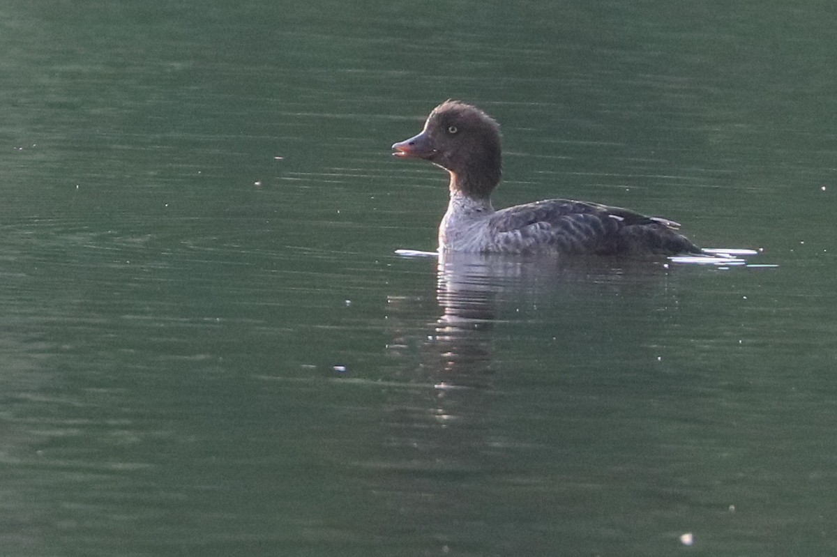 Barrow's Goldeneye - ML620809740