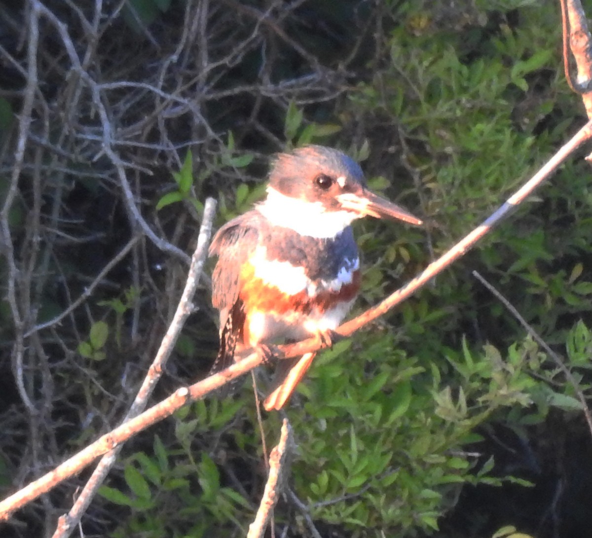 Belted Kingfisher - ML620809742