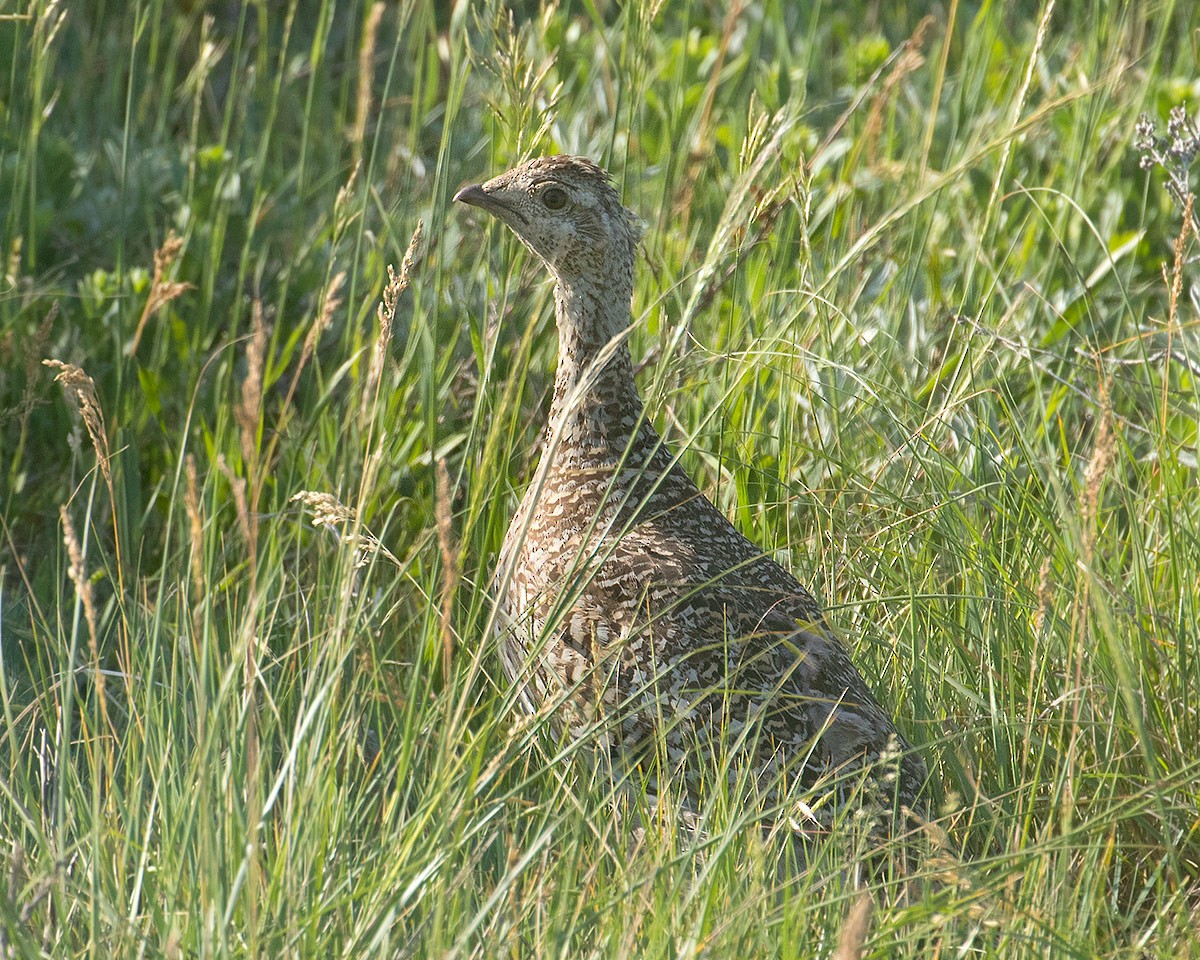 Sharp-tailed Grouse - ML620809743