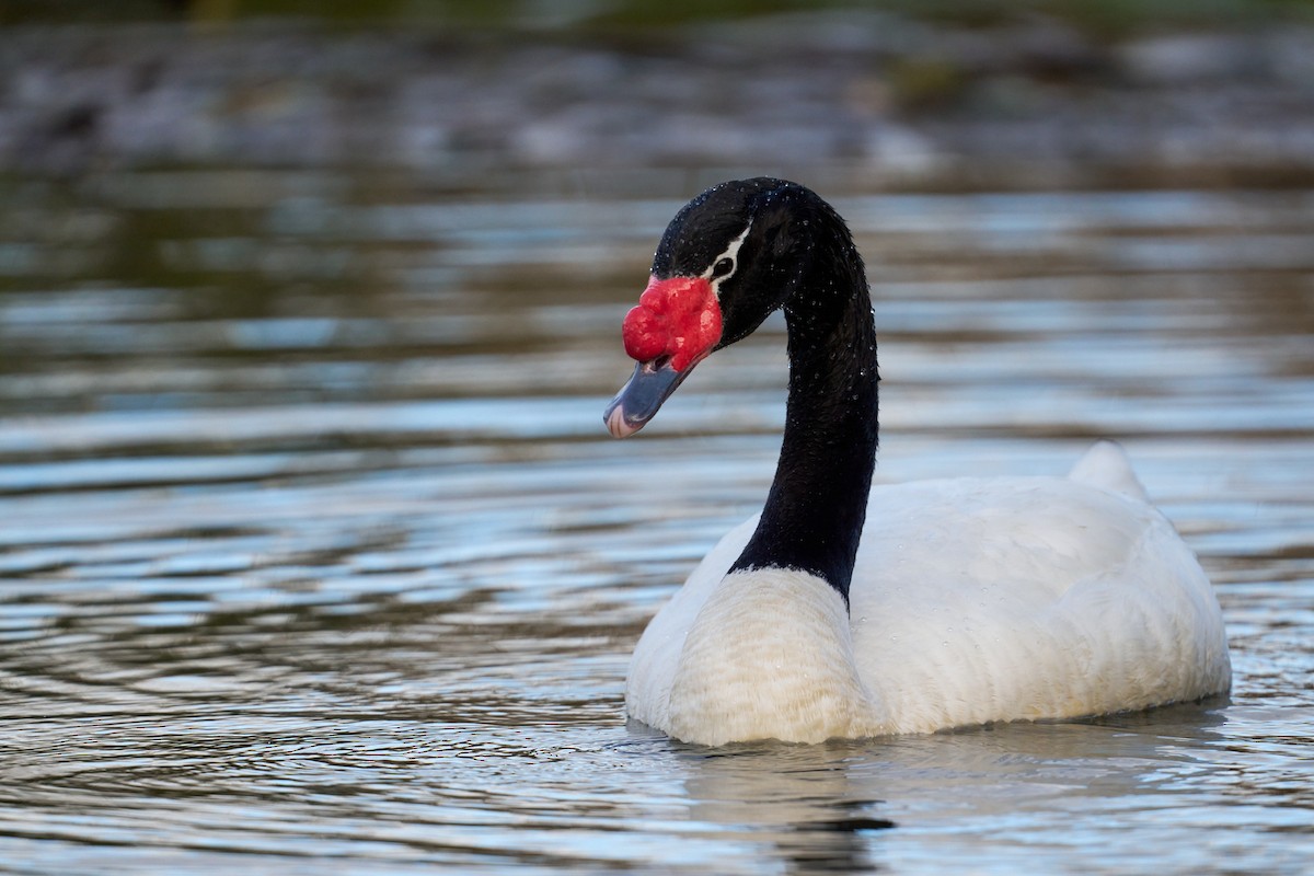 Black-necked Swan - ML620809744
