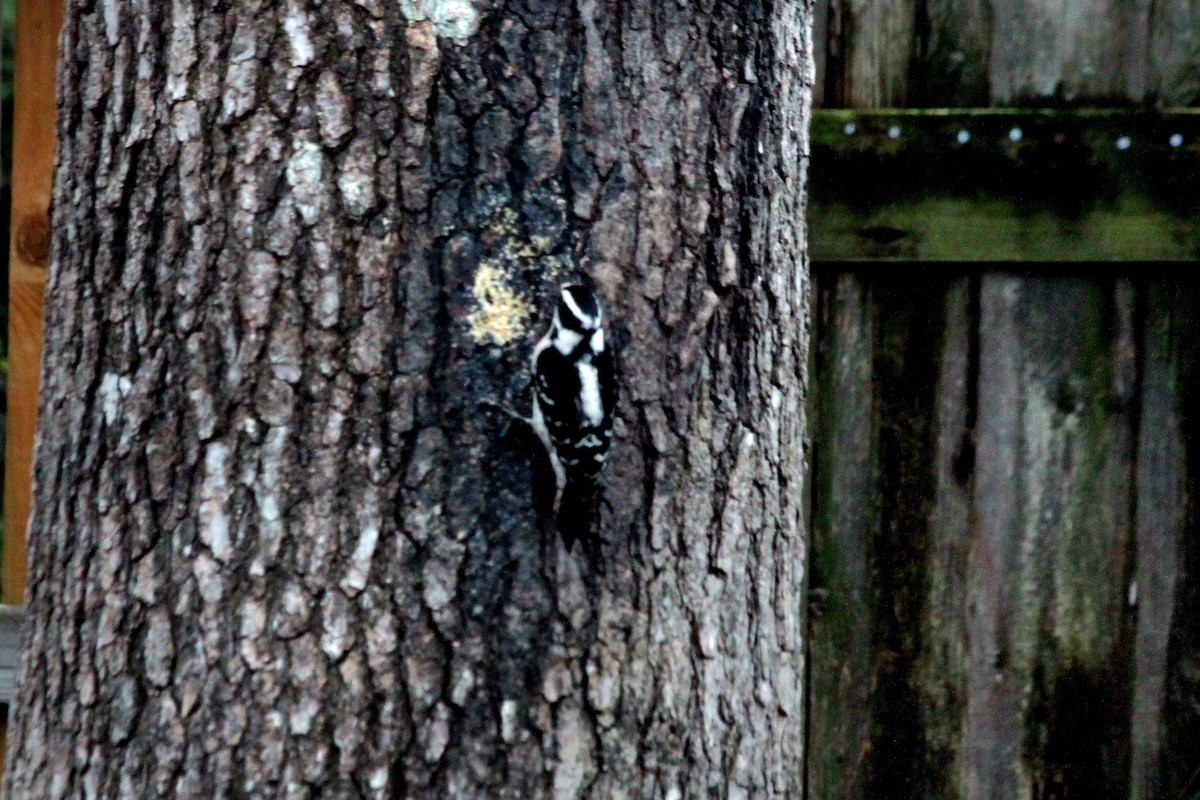 Downy Woodpecker - ML620809745