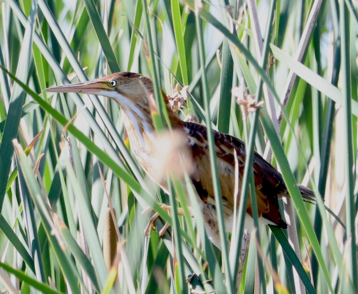 Least Bittern - ML620809746