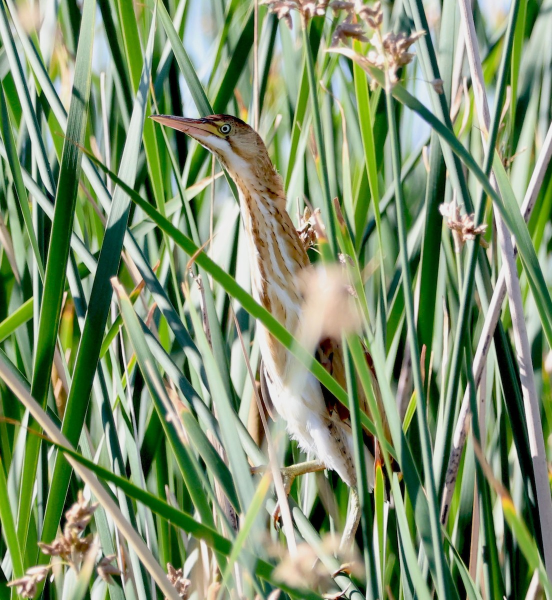 Least Bittern - ML620809747