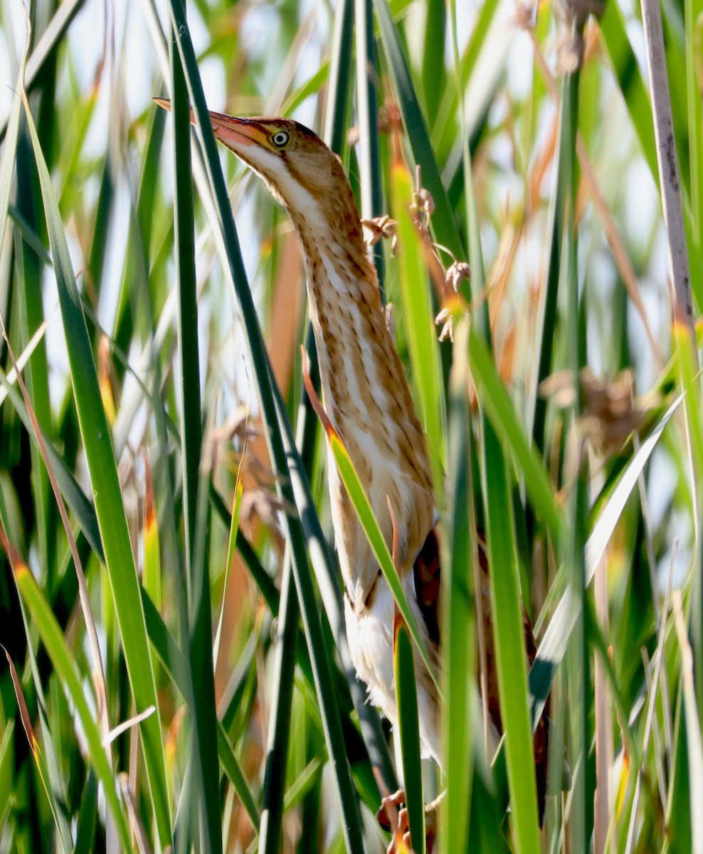 Least Bittern - ML620809748