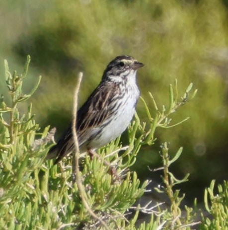 Savannah Sparrow - ML620809751