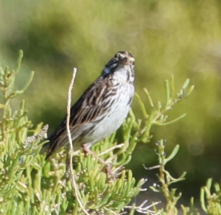 Savannah Sparrow - ML620809752