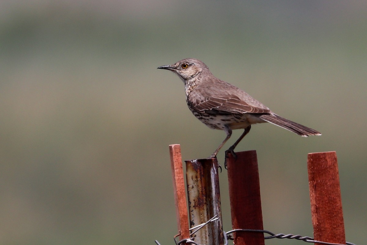 Sage Thrasher - ML620809754