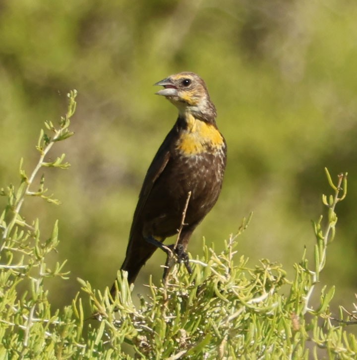 Yellow-headed Blackbird - ML620809755