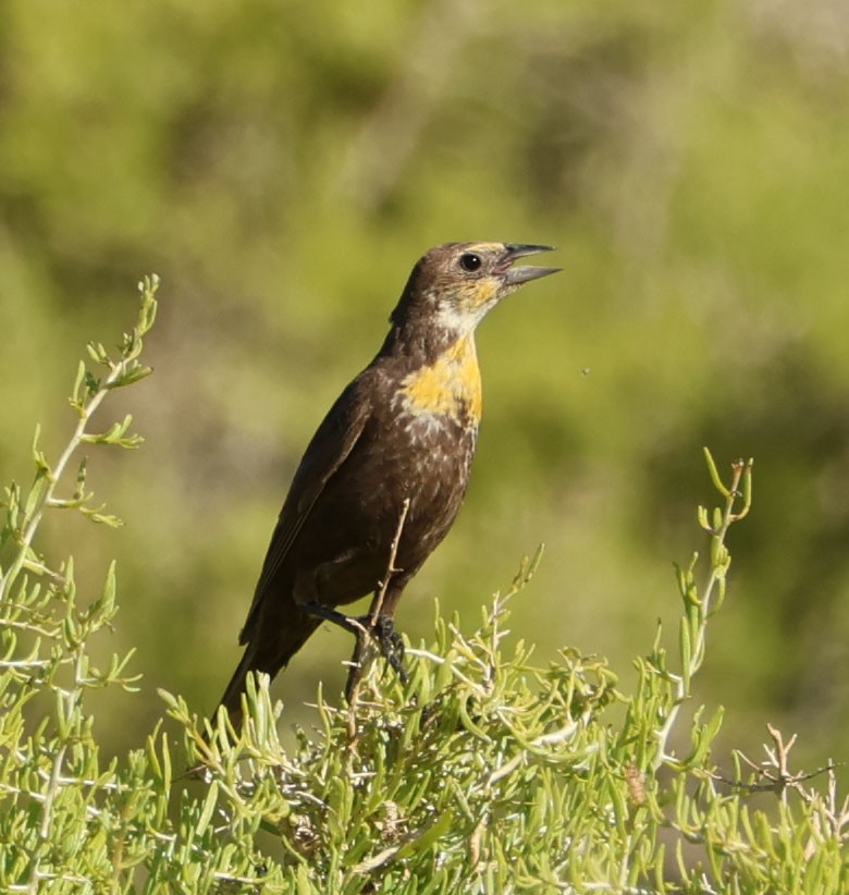 Yellow-headed Blackbird - ML620809756