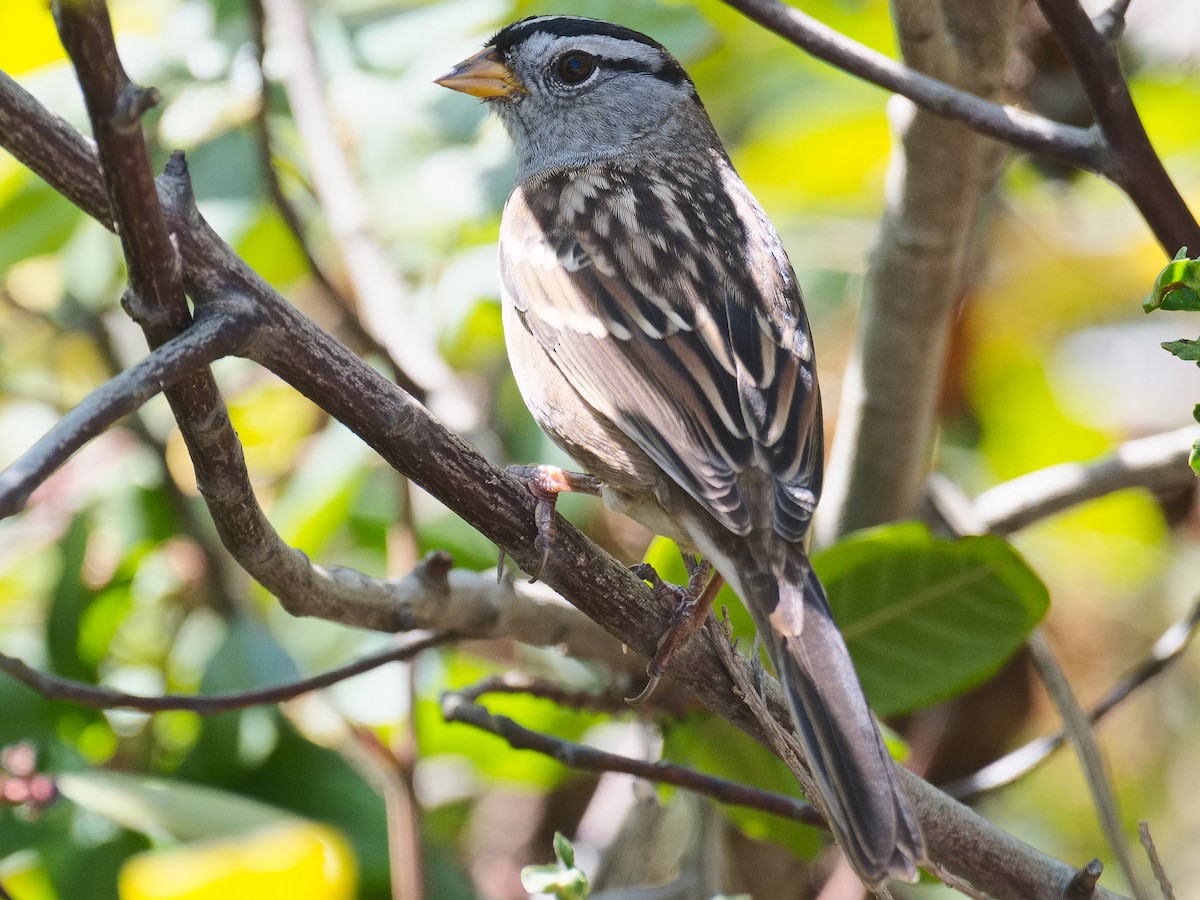 White-crowned Sparrow (Yellow-billed) - ML620809758