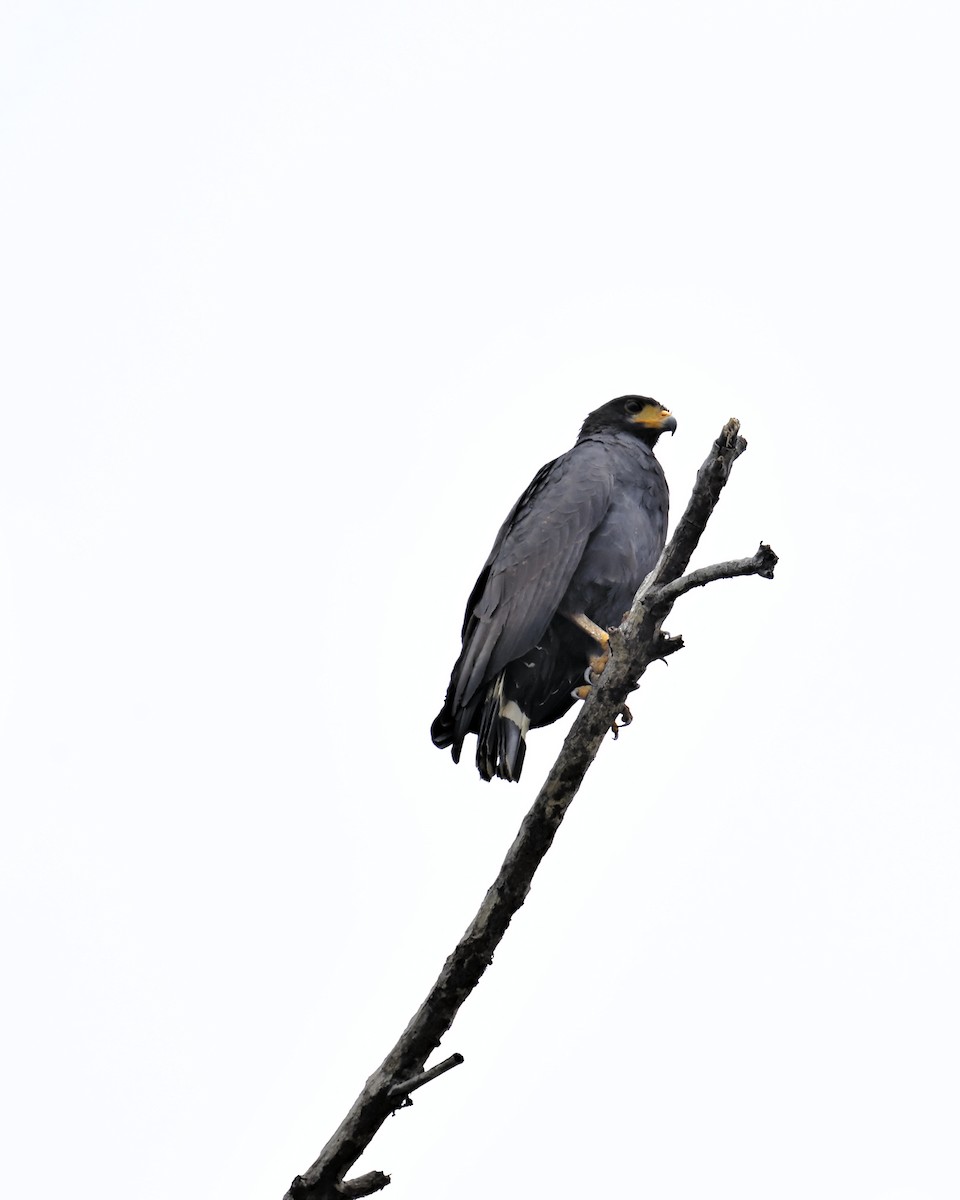 Common Black Hawk - ML620809763