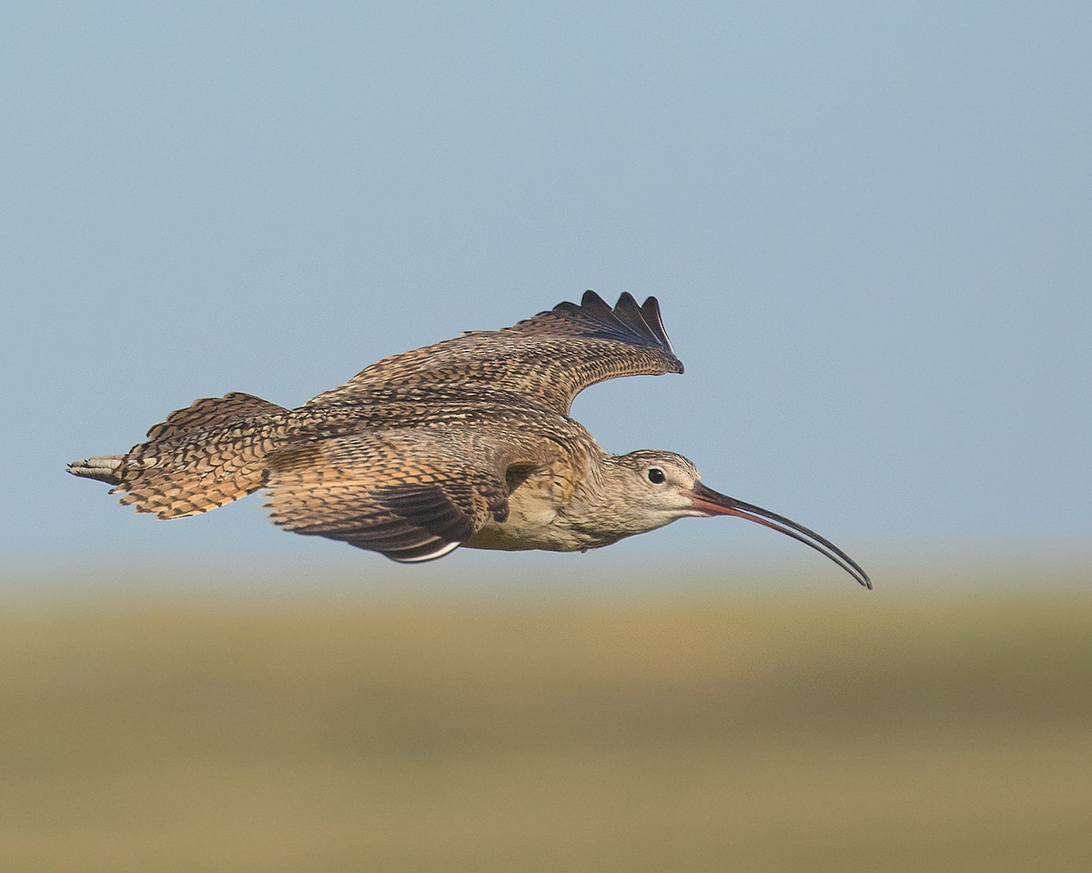 Long-billed Curlew - ML620809764