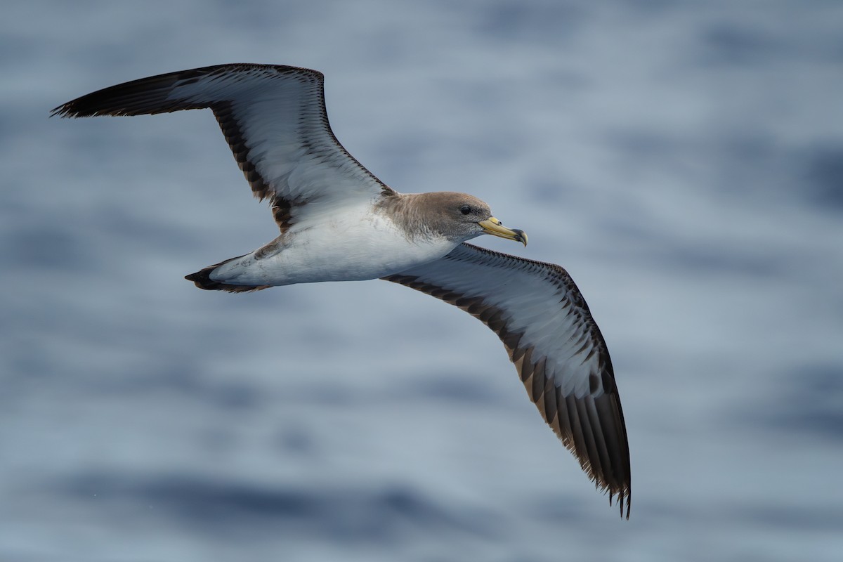 Cory's Shearwater - ML620809767