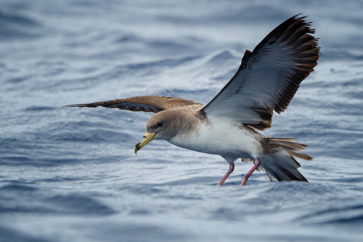 Cory's Shearwater - ML620809768