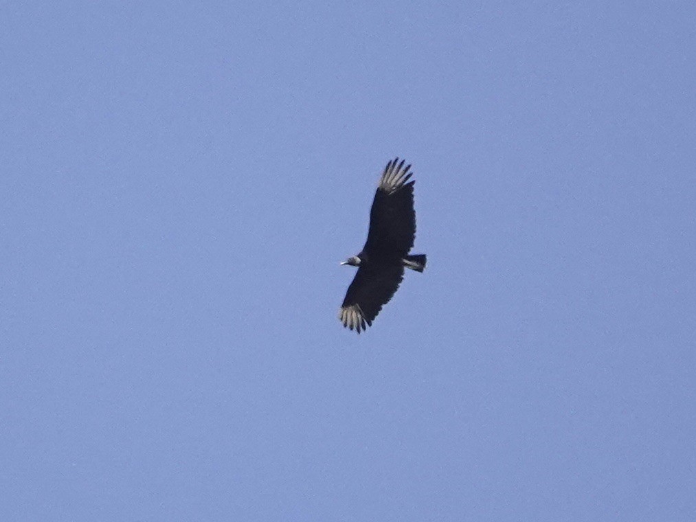 Black Vulture - ML620809770