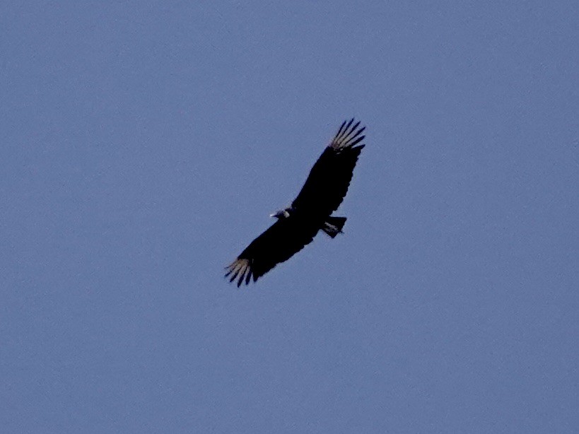 Black Vulture - ML620809771