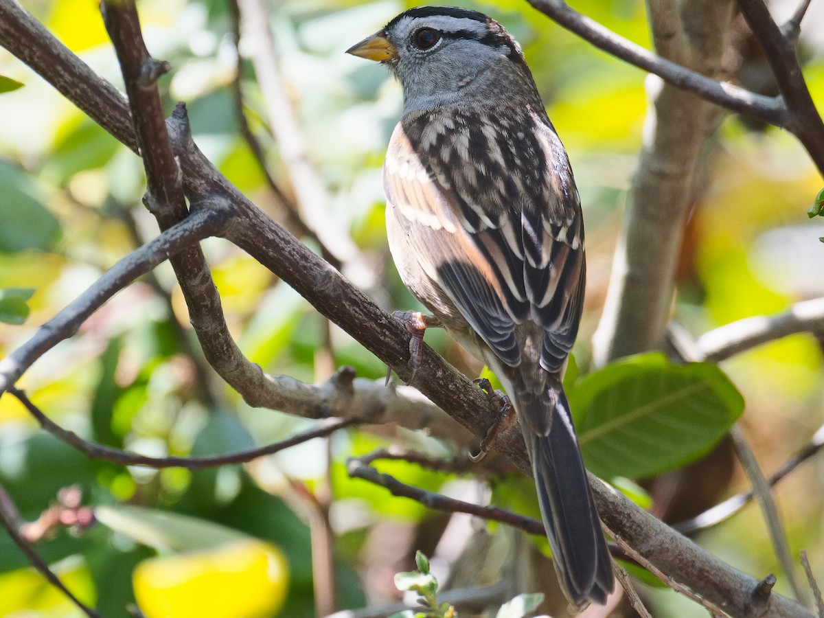 White-crowned Sparrow (Yellow-billed) - ML620809773