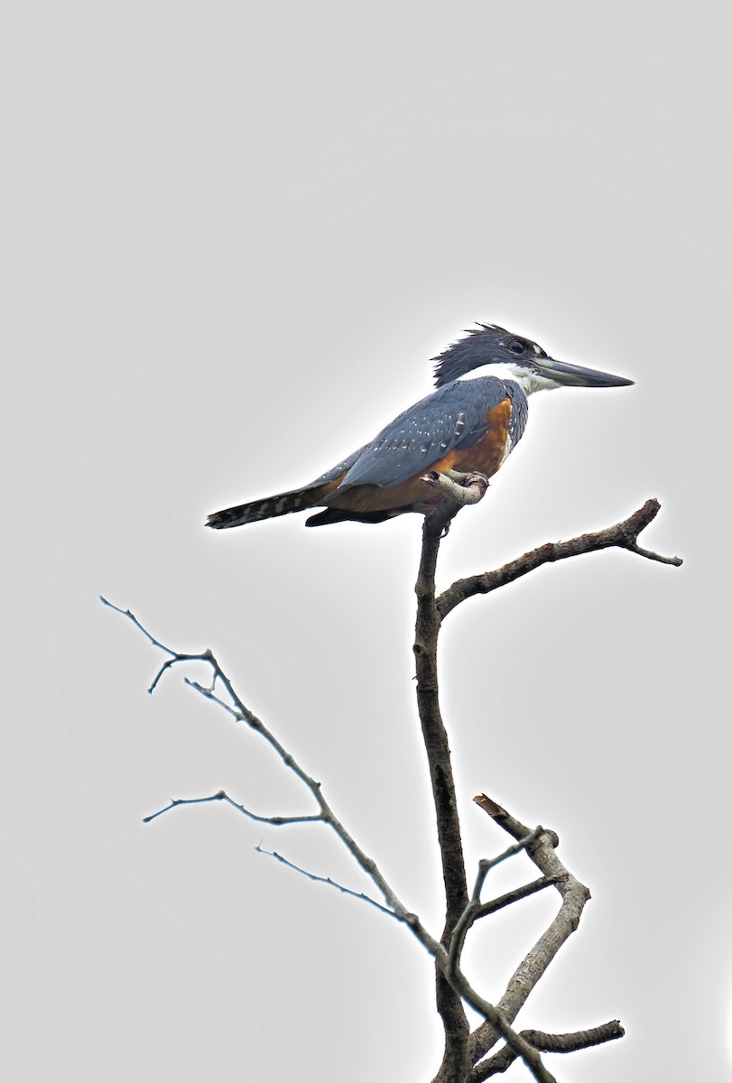 Ringed Kingfisher - ML620809777