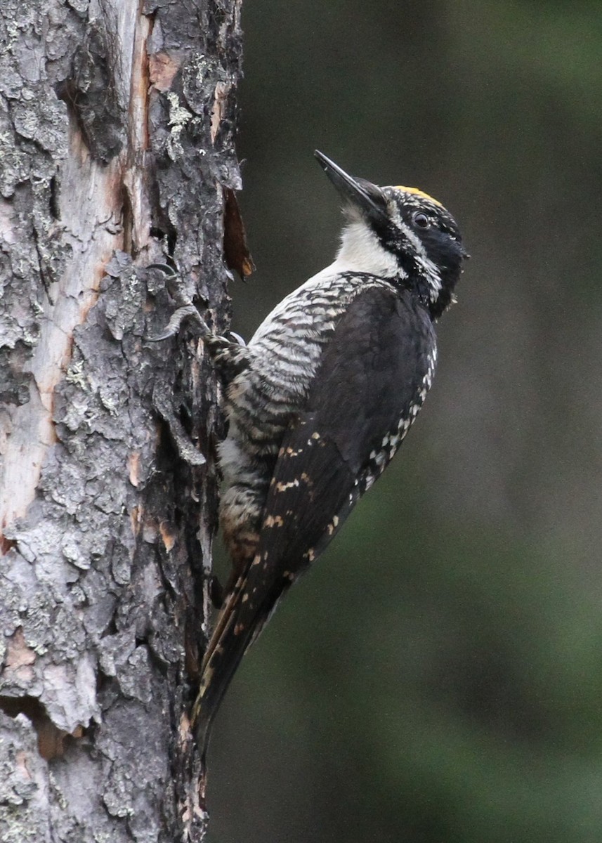 American Three-toed Woodpecker - ML620809778