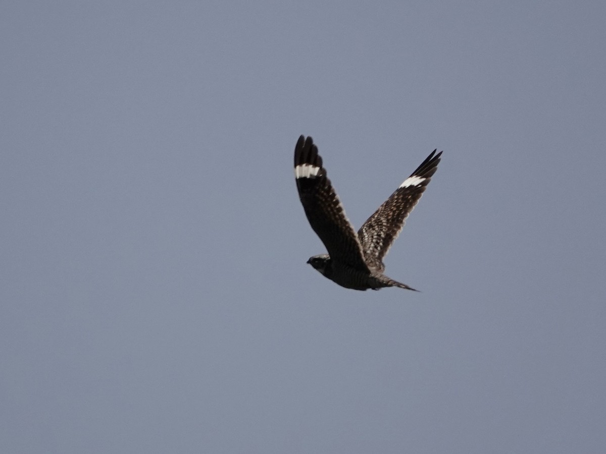 Lesser Nighthawk - ML620809781