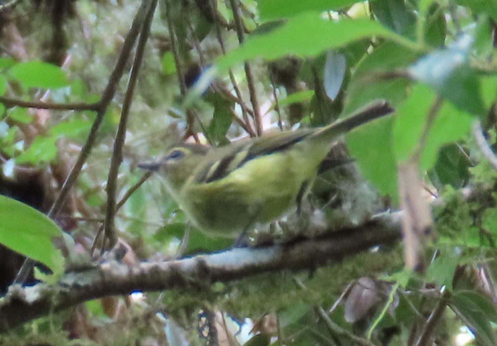 Yellow-winged Vireo - ML620809794