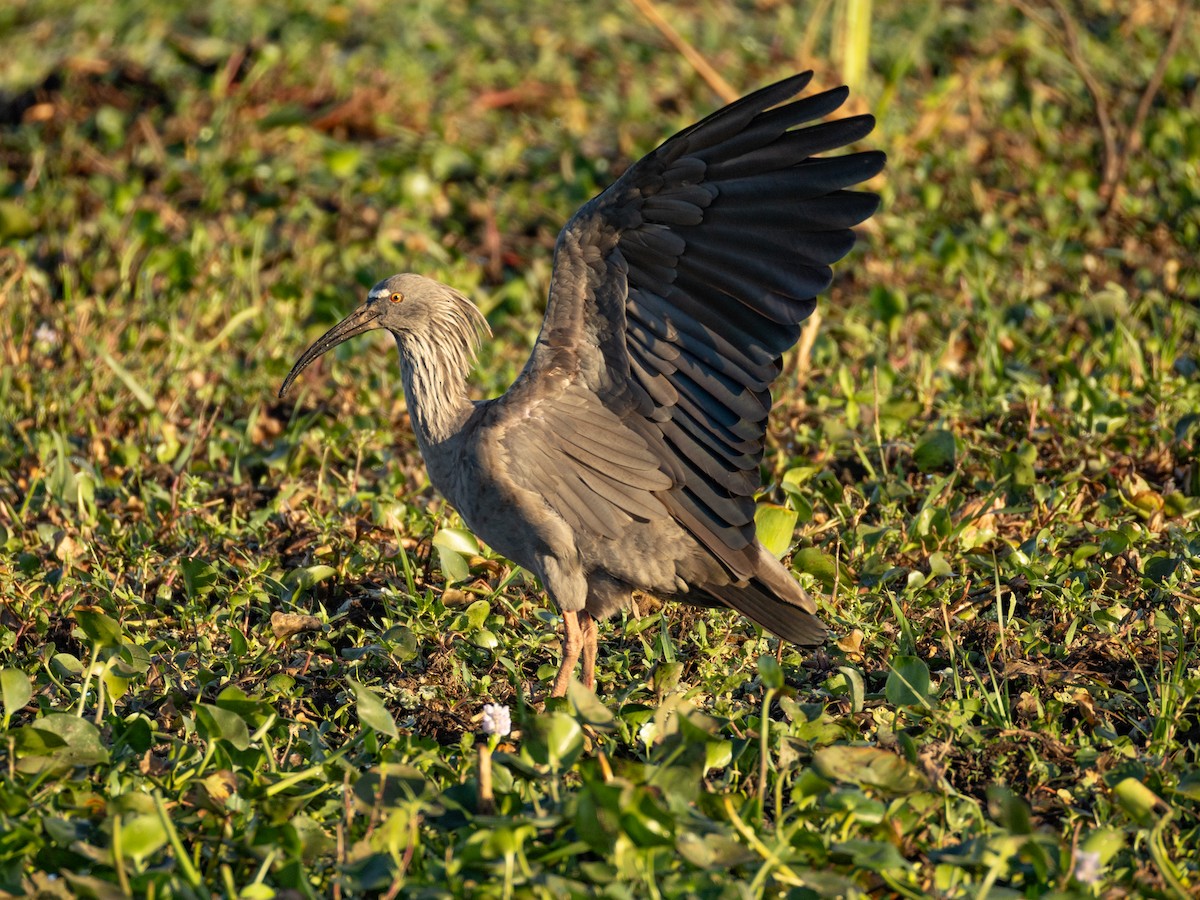 ibis běločelý - ML620809798
