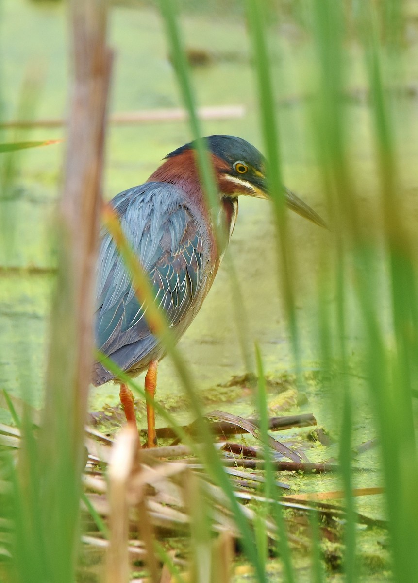 Green Heron - ML620809799