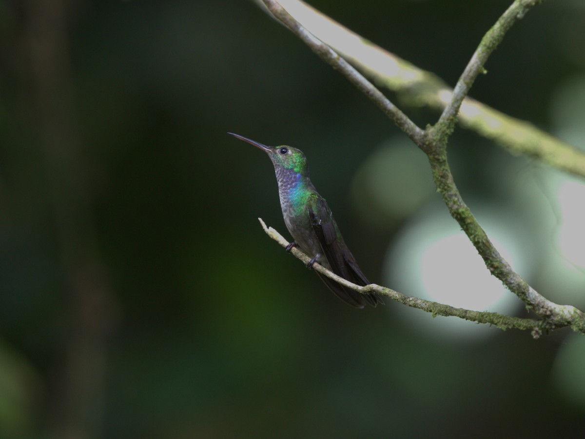 Blue-chested Hummingbird - ML620809801