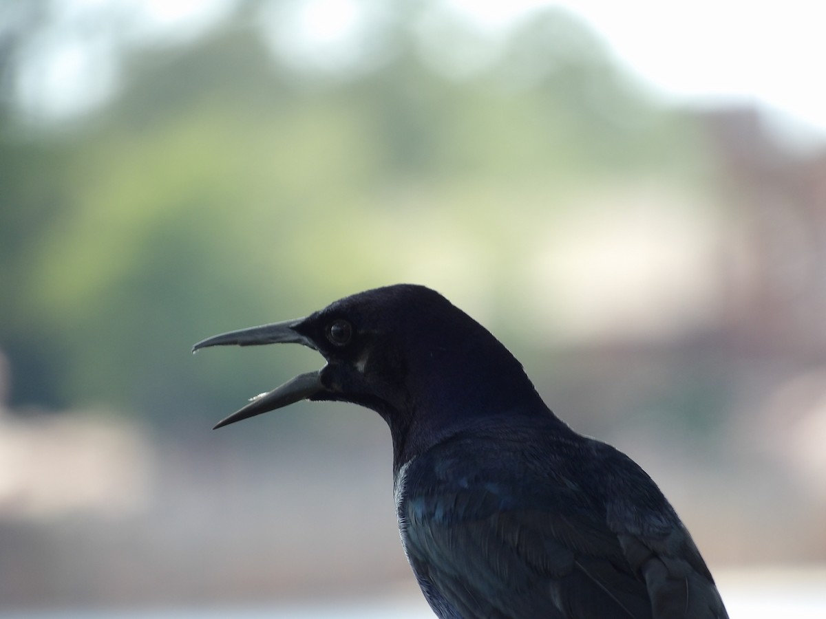 Boat-tailed Grackle - ML620809802