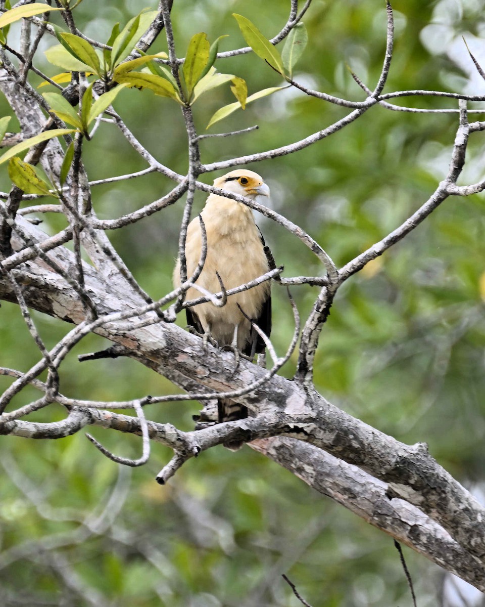 Caracara Chimachima - ML620809804