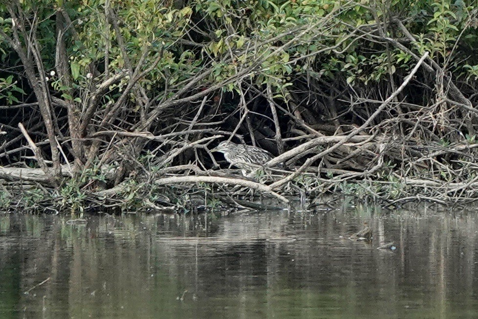 Black-crowned Night Heron - Fleeta Chauvigne