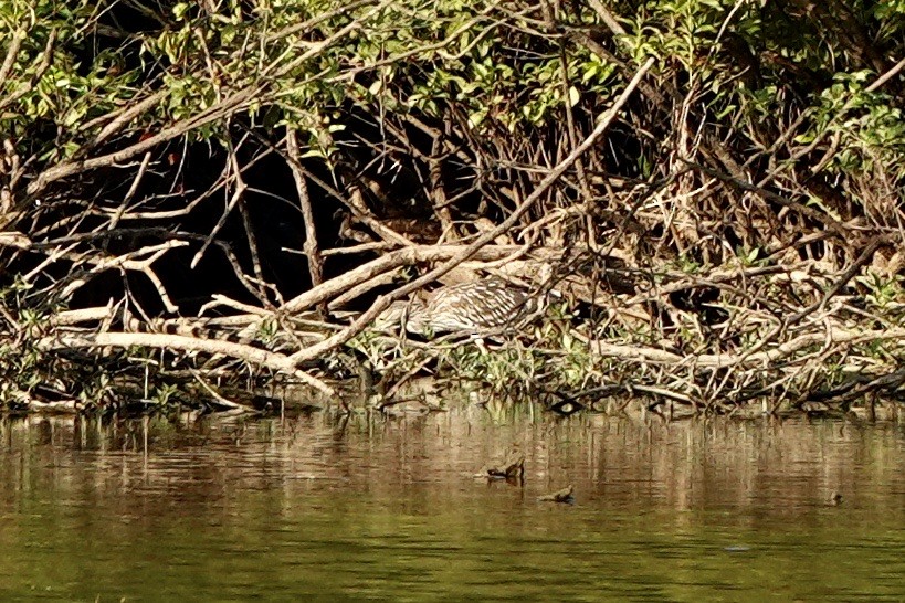 Black-crowned Night Heron - Fleeta Chauvigne