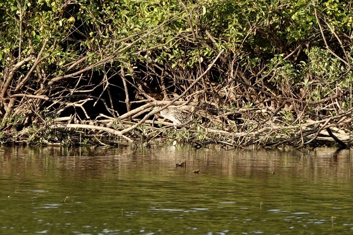 Black-crowned Night Heron - Fleeta Chauvigne