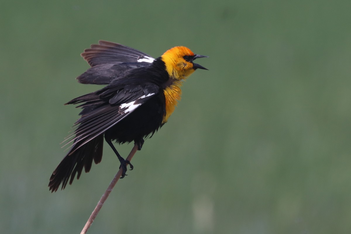 Yellow-headed Blackbird - ML620809813