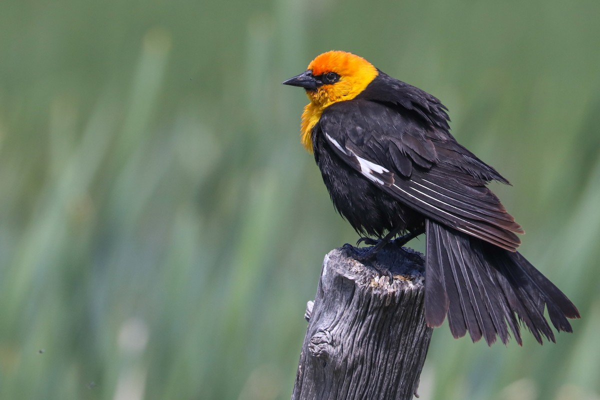 Yellow-headed Blackbird - ML620809815