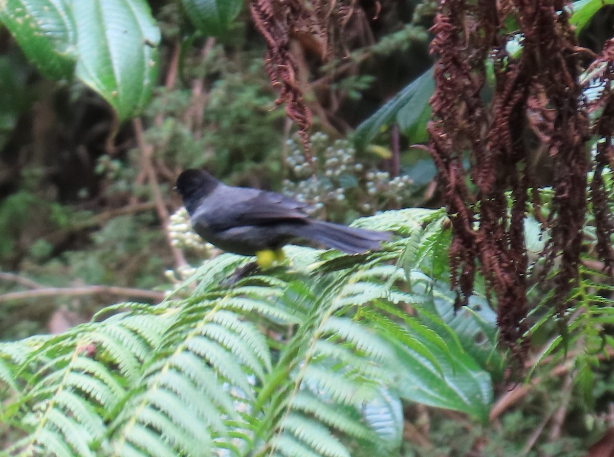 Yellow-thighed Brushfinch - ML620809816