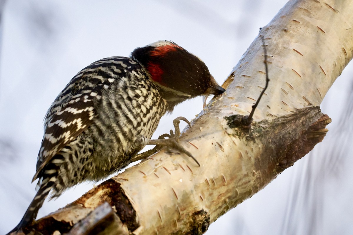 Striped Woodpecker - ML620809817