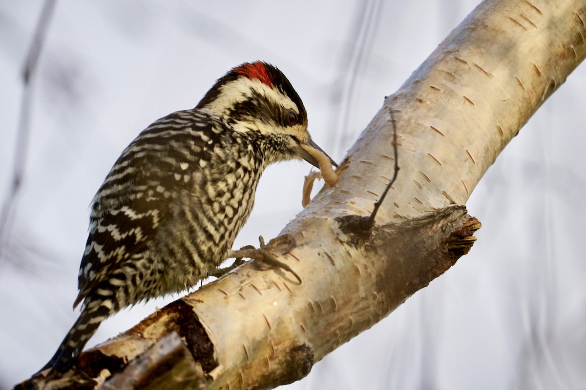 Striped Woodpecker - ML620809818