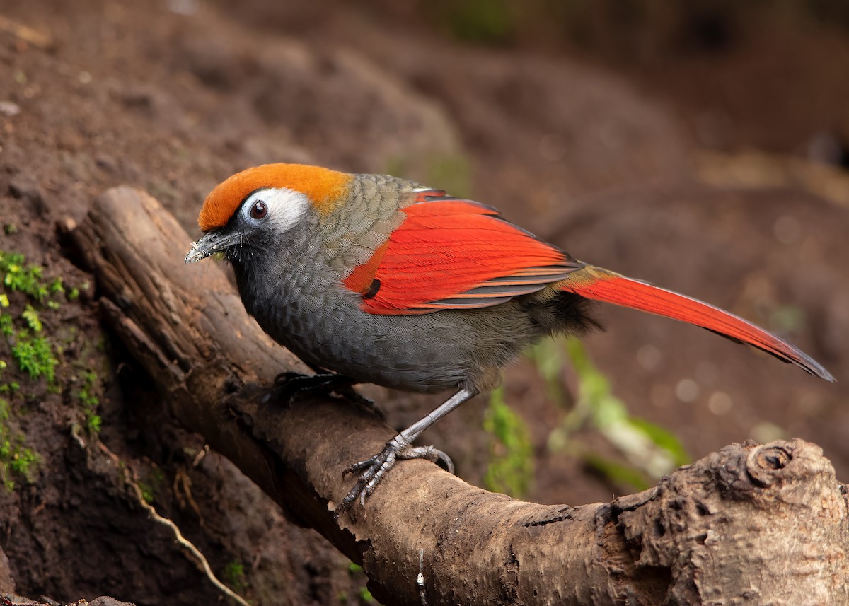 Red-tailed Laughingthrush - ML620809828