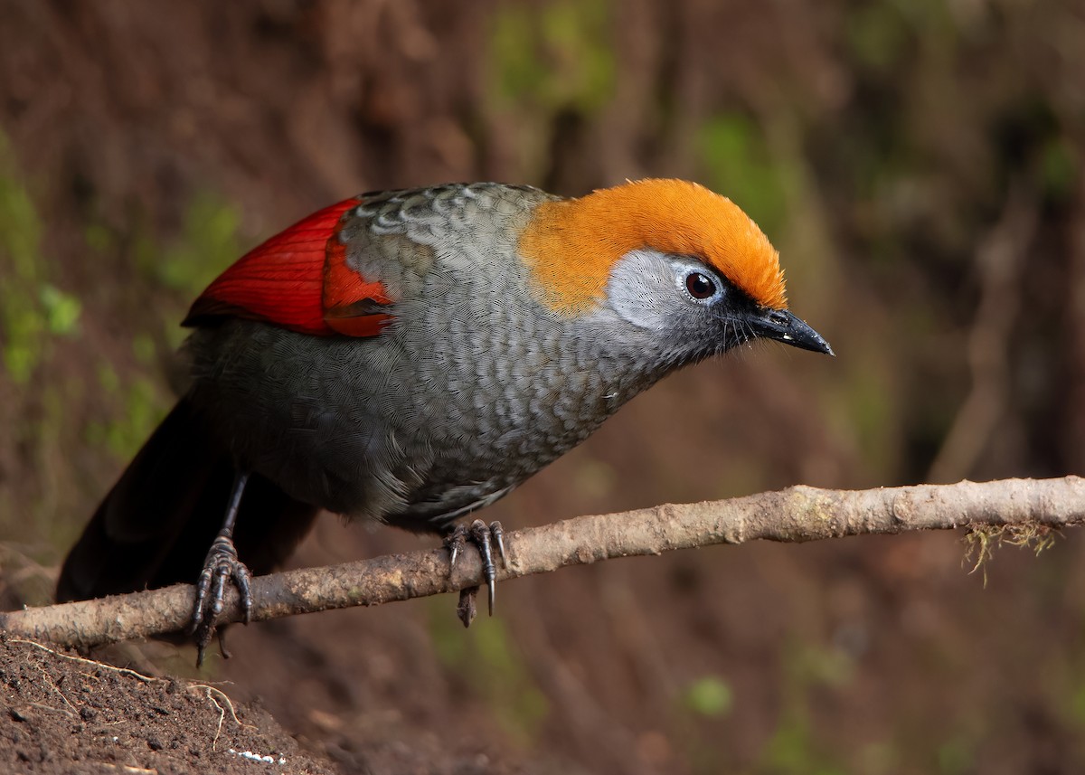 Red-tailed Laughingthrush - ML620809830