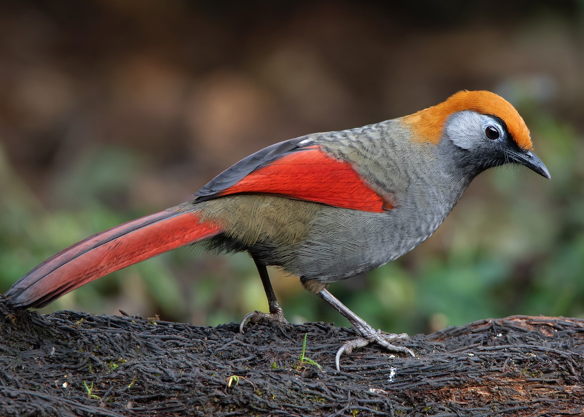 Red-tailed Laughingthrush - ML620809831