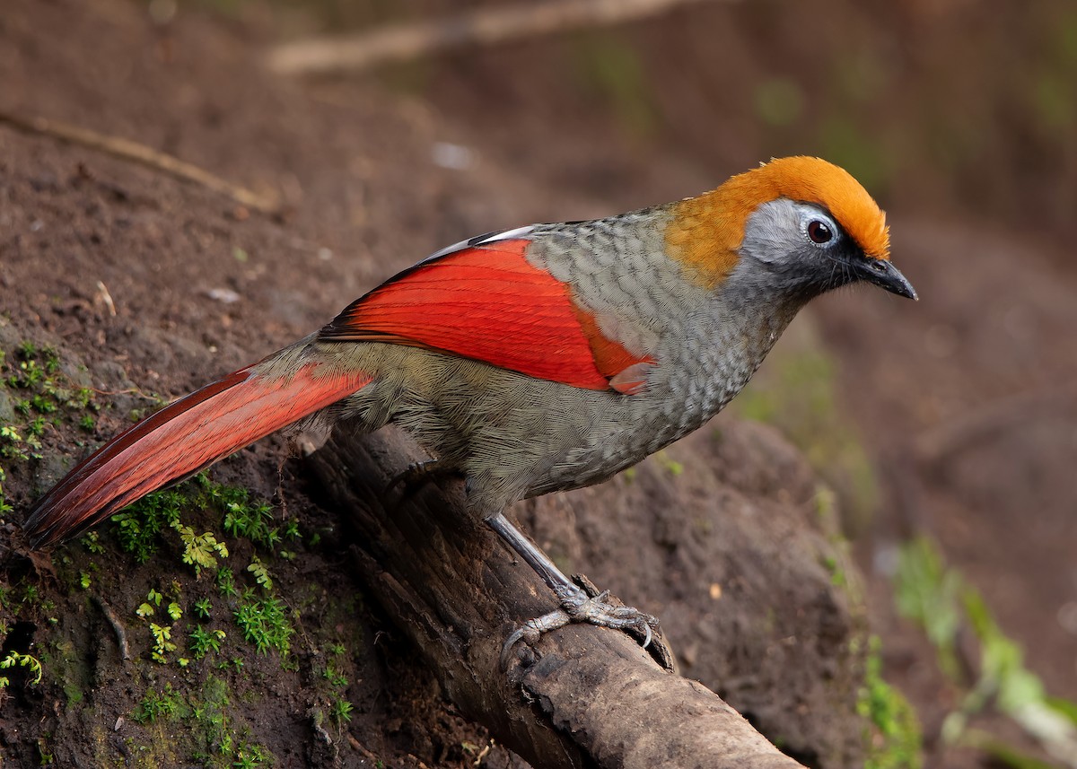 Red-tailed Laughingthrush - ML620809833